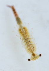Eubranchipus oregonus