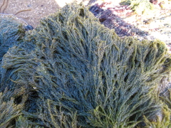 Cladophora rupestris