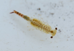 Eubranchipus oregonus