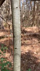 Castanea pumila
