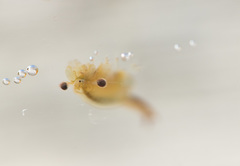 Eubranchipus oregonus