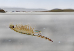 Eubranchipus oregonus