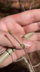 Castanea pumila