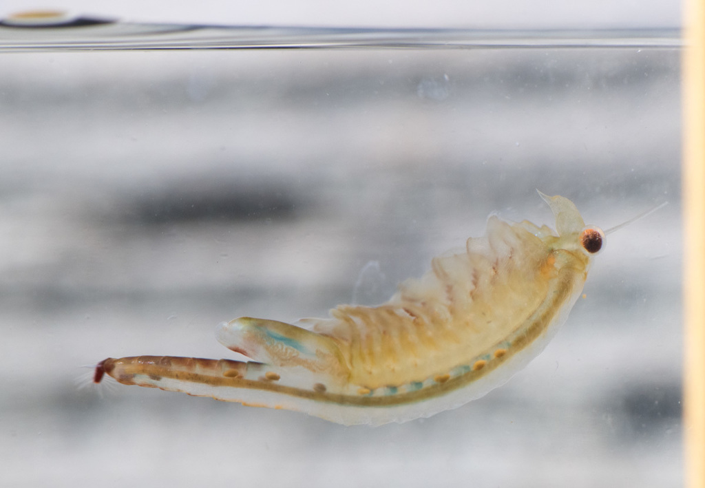 Oregon Fairy Shrimp