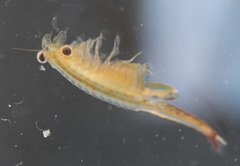 Eubranchipus oregonus