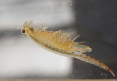 Eubranchipus oregonus