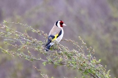 Carduelis carduelis britannica
