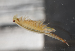 Eubranchipus oregonus