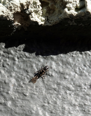 Glischrochilus vittatus