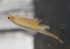 Eubranchipus oregonus