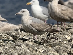 Larus argentatus × glaucescens