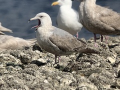 Larus argentatus × glaucescens