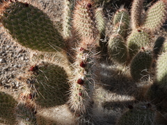 Opuntia diploursina
