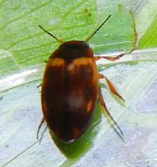 Hydroporus incognitus