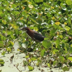 Butorides virescens image