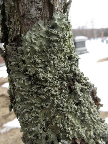 Speckled Greenshield