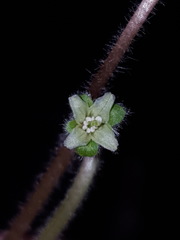 Dichondra brachypoda