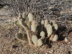 Opuntia diploursina