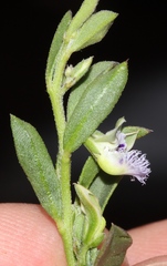 Polygala asbestina