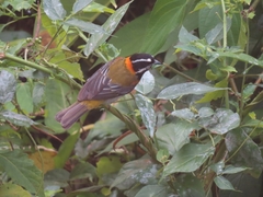 Spindalis portoricensis