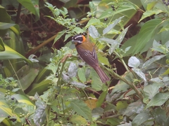 Spindalis portoricensis