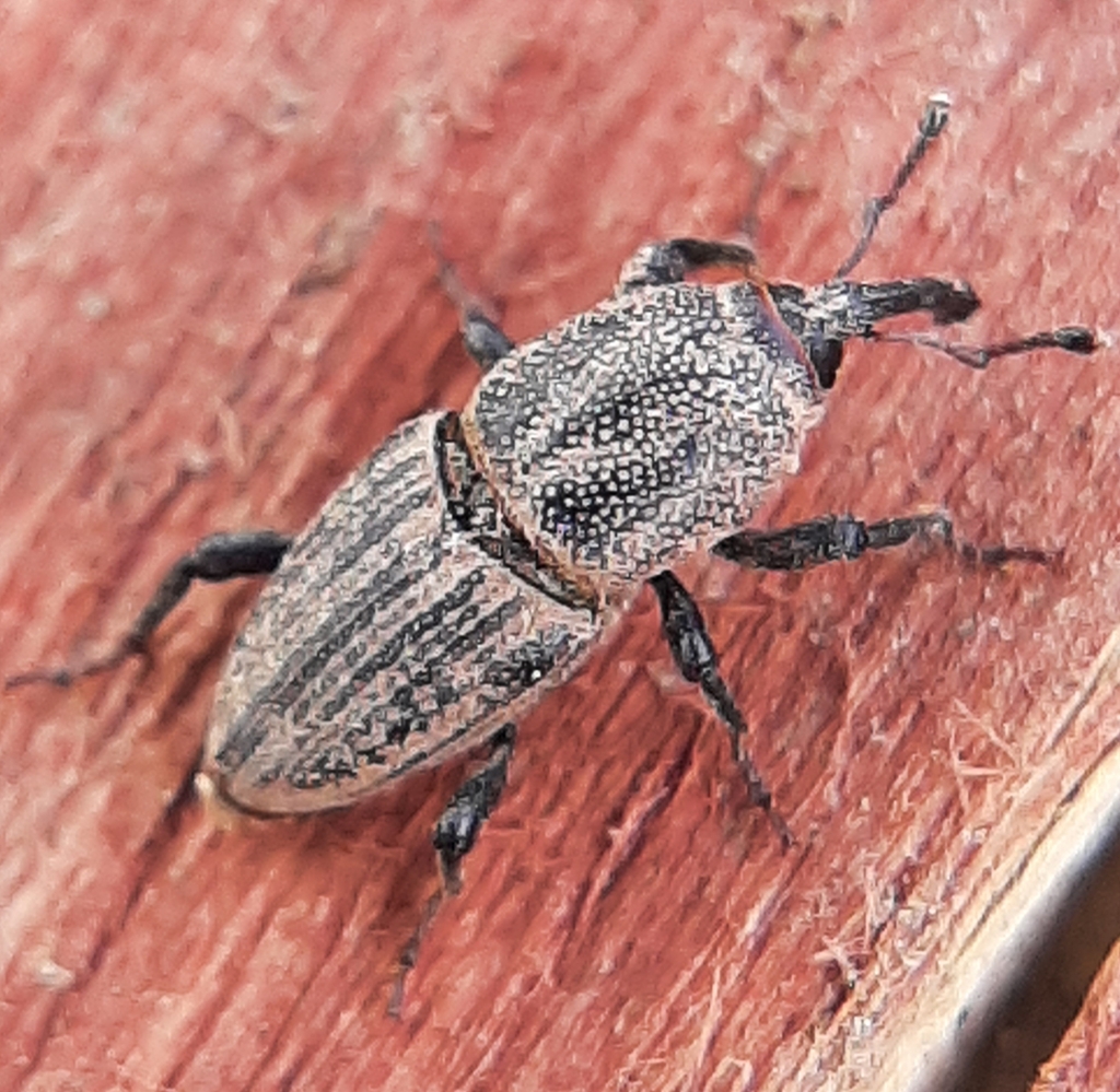 Billbugs on a plant