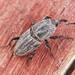 Bluegrass Billbug - Photo (c) Will Linnard, some rights reserved (CC BY), uploaded by Will Linnard