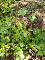 Veronica cardiocarpa