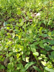 Veronica cardiocarpa