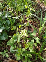 Veronica cardiocarpa