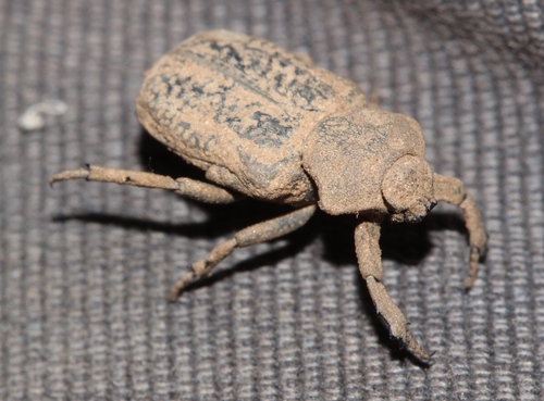 Scaptobius