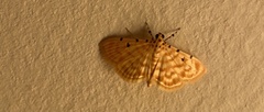 Notarcha quaternalis