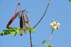 Leucaena lanceolata