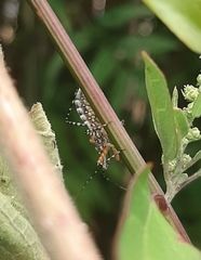 Cosmoclopius nigroannulatus