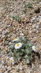 Eriophyllum wallacei rubellum