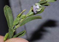 Polygala asbestina