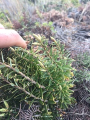 Leptecophylla robusta