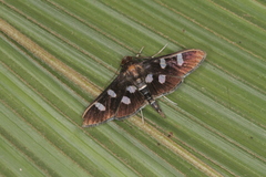 Desmia octomaculalis