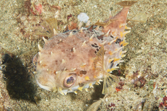 Cyclichthys orbicularis