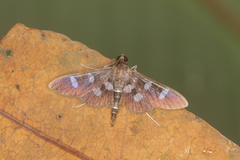 Desmia octomaculalis