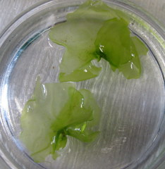 Ulva rigida