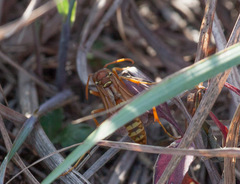 Polistes apachus texanus