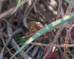 Polistes apachus texanus