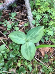 Trillium sessile