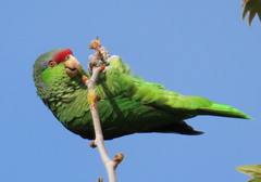 Amazona finschi × viridigenalis
