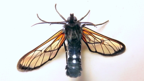 Mallodeta sortita