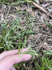 Poa annua