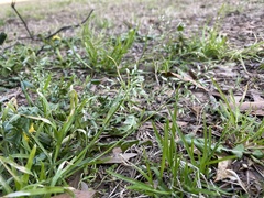 Poa annua
