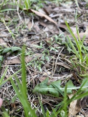 Poa annua