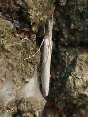 Orocrambus cyclopicus